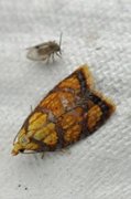 Yellow Rose Button (Acleris bergmanniana)