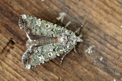 Grønt langvingefly (Actebia praecox)