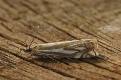 Scarce Grass-veneer (Crambus pratella)