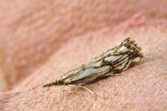 Chequered Grass-veneer (Catoptria falsella)