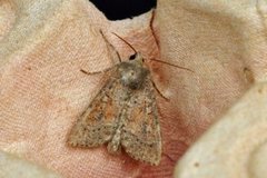 Rødlig løvfly (Parastichtis suspecta)