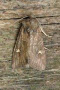 Brunt sumpfly (Helotropha leucostigma)