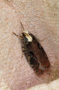 Large Purple Flat-body (Agonopterix liturosa)