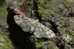 Green Pug (Pasiphila rectangulata)