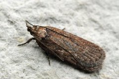 Chervil Flat-body (Depressaria sordidatella)