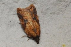 Mjødurtflatvikler (Acleris aspersana)