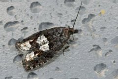 White-blotch Bell (Epinotia trigonella)