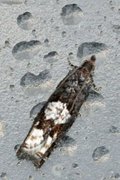 White-blotch Bell (Epinotia trigonella)