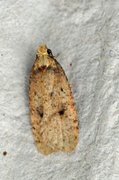 Angelica Flat-body (Agonopterix angelicella)