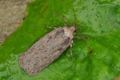 Chervil Flat-body (Depressaria sordidatella)
