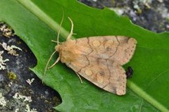 Vinkelfly (Enargia paleacea)