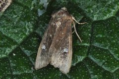 Brunt sumpfly (Helotropha leucostigma)