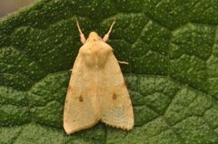 Blekt gulfly (Xanthia icteritia)