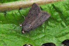 Grått pyramidefly (Amphipyra tragopoginis)