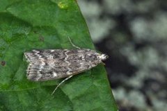 Dark Pine Knot-horn (Dioryctria abietella)