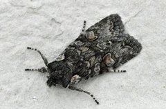 Softly's Shoulder-knot (Lithophane consocia)