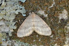 Northern Winter Moth (Operophtera fagata)
