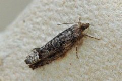 Dark Aspen Bell (Epinotia maculana)