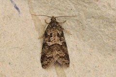 Cnephasia