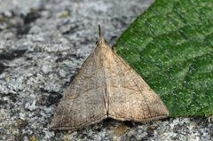 Neslenebbfly (Hypena proboscidalis)