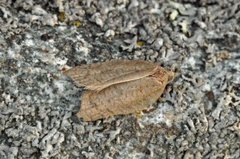 Grå-/konkavflatvikler (Acleris effractana/emargana)