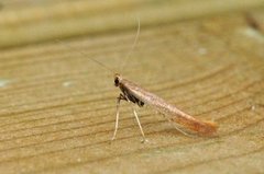 Caloptilia betulicola/elongella