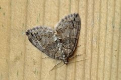 May Highflyer (Hydriomena impluviata)