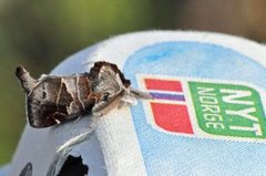 Small Chocolate-tip (Clostera pigra)