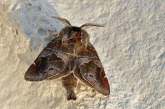 Small Chocolate-tip (Clostera pigra)
