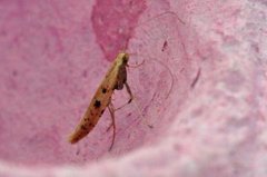 Caloptilia betulicola/elongella