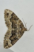 Water Carpet (Lampropteryx suffumata)