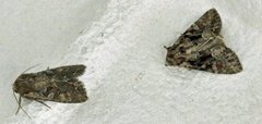 Beautiful Brocade (Lacanobia contigua)