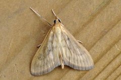 Bordered Pearl (Paratalanta pandalis)