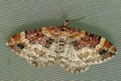 Red Twin-spot Carpet (Xanthorhoe spadicearia)