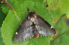 Brun vårtannspinner (Odontosia carmelita)