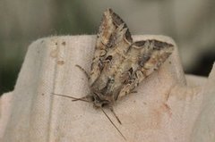 Brunt lundfly (Lacanobia suasa)