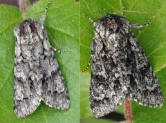 Broket kveldfly (Acronicta auricoma)