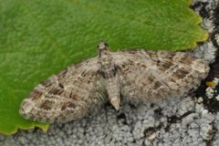 Strekdvergmåler (Eupithecia exiguata)