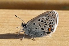 Myrblåvinge (Plebejus optilete)