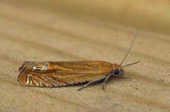 Red Piercer (Lathronympha strigana)