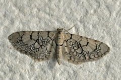 Marmordvergmåler (Eupithecia venosata)