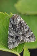 Broket kveldfly (Acronicta auricoma)