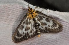 Small Magpie (Anania hortulata)