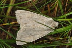 Pale Shining Brown (Polia bombycina)