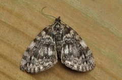 May Highflyer (Hydriomena impluviata)