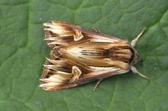 Purple Cloud (Actinotia polyodon)