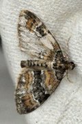 Barred Carpet (Martania taeniata)
