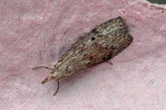 Bee Moth (Aphomia sociella)