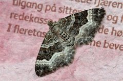 Grå mauremåler (Epirrhoe alternata)