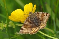 Burnet Companion (Euclidia glyphica)